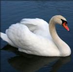 Swan Remski